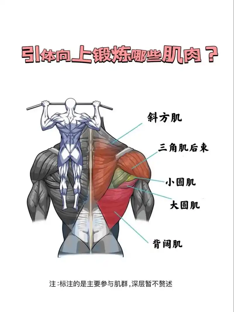 引体向上超强干货 在家徒手练出好看的背部#健身 #自律 #引 - 抖音