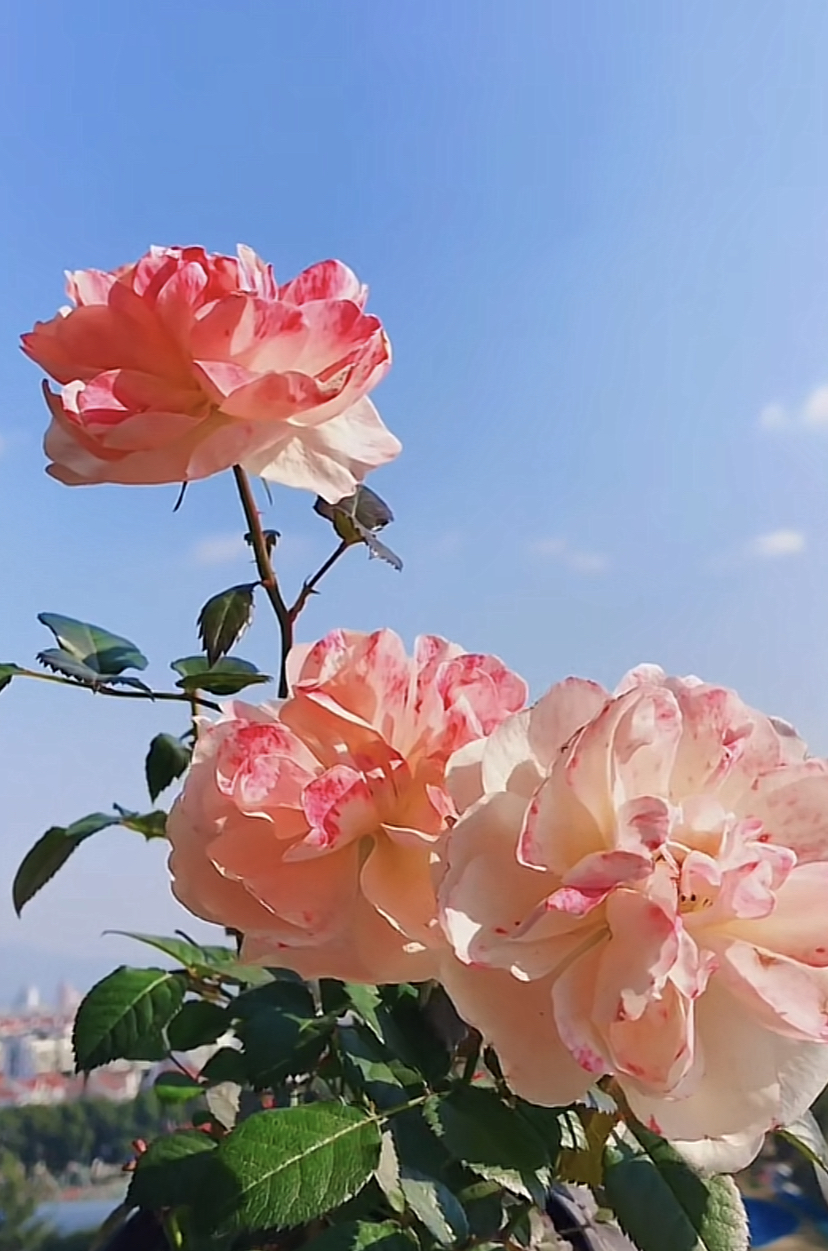 蓝天下的花朵图片