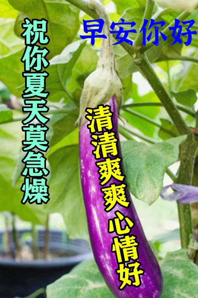 8张夏季防暑最新早安问候动态表情图片夏天多喝水天热问候图片带字