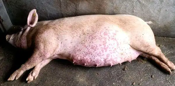 夏秋闷热多雨季节警惕猪湿疹