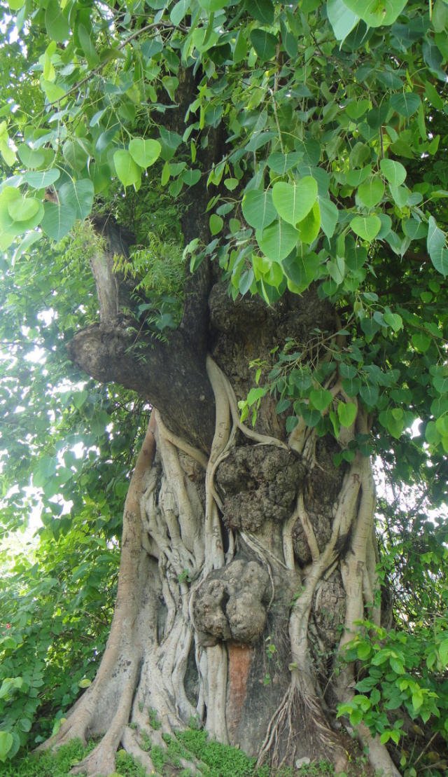 菩提本无树,明镜亦非台,偈子中"菩提"是什么?