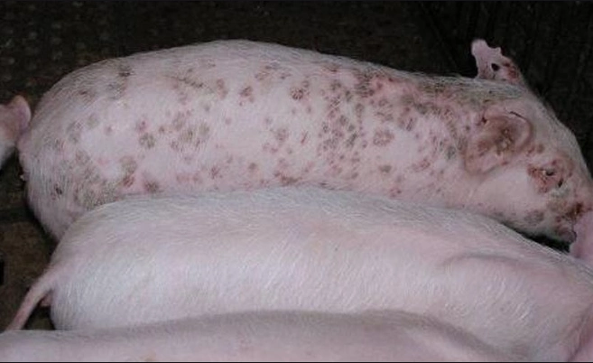 猪皮肤出现红点斑块你还束手无策试试这些解决方案