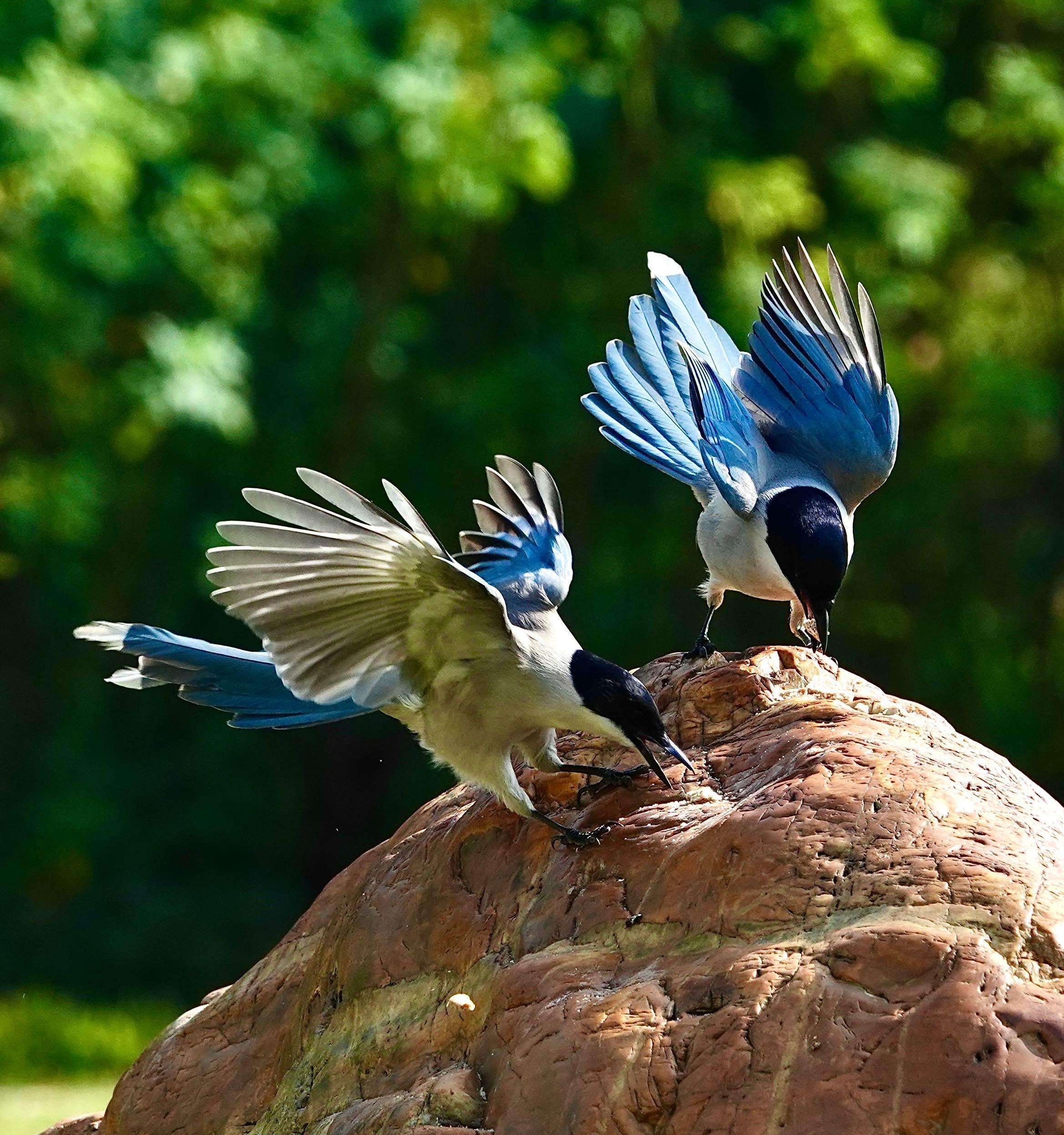 鸳鸯不是爱情鸟?成双成对的恩爱"鸟设"已坍塌,喜鹊比它强多了