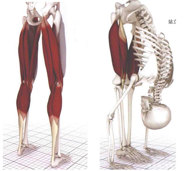 他的拮抗肌是大腿后侧的腘旁肌和小腿后侧的腓肠肌