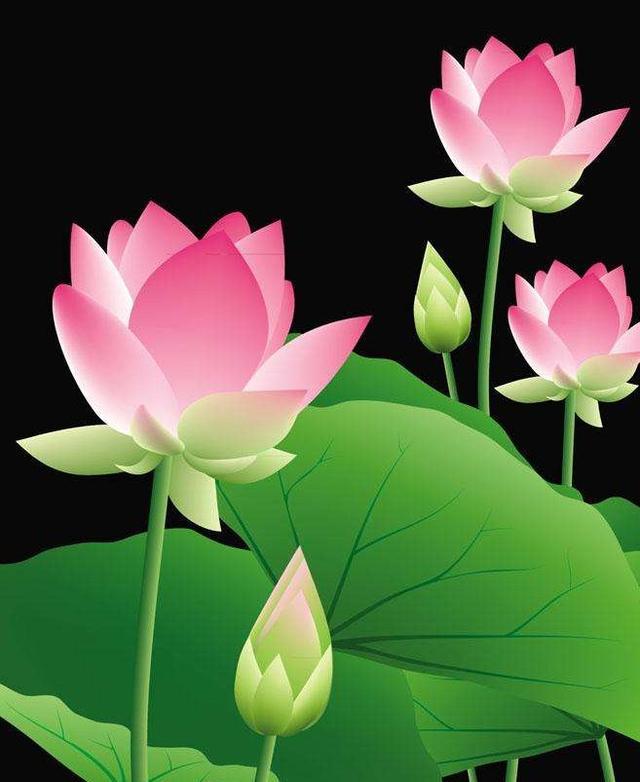 莲花与佛到底有什么渊源