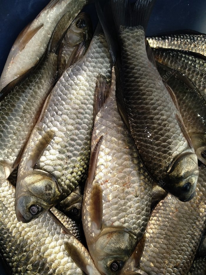 补发前几天的鱼获 红虫饵料钓鲤鱼