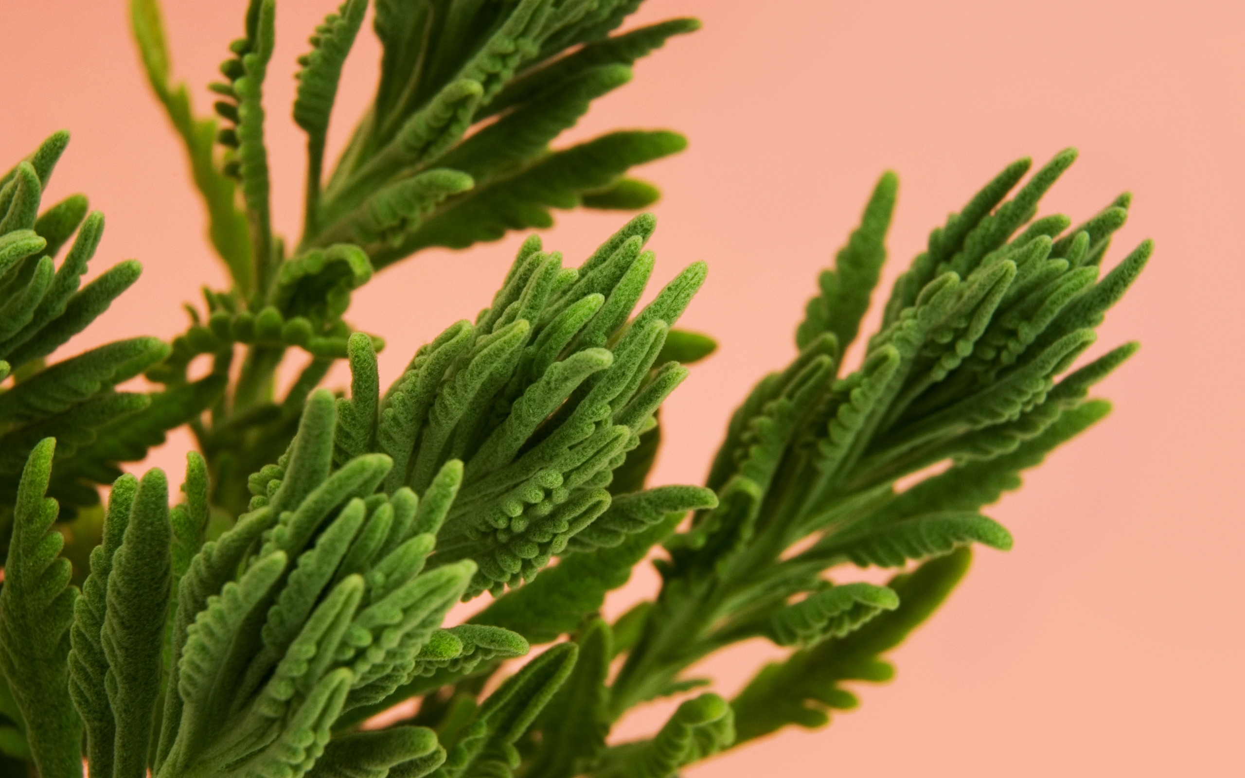 高清晰松树叶子植物壁纸