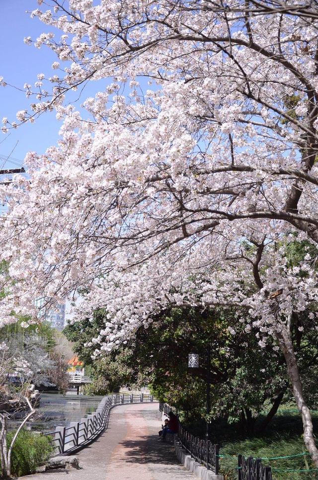 大象新闻记者在郑州人民公园拍到一组樱花盛开景象, 疫情期间,与湍觋