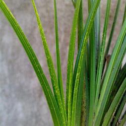 刚蕙兰星斑水晶每苗都带艺