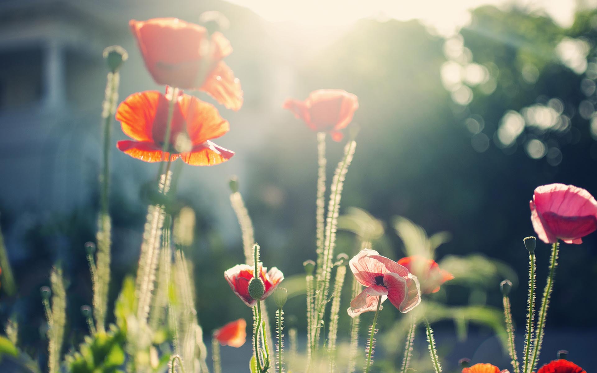 唯美阳光温暖意境壁纸