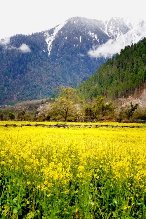 醉美林芝,人间净土!(手机版)