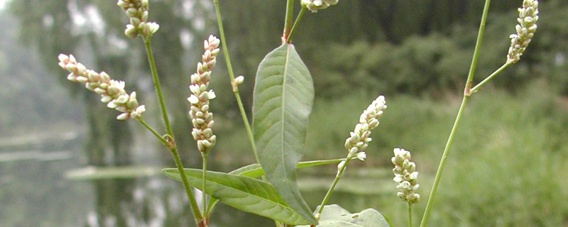 追风草长什么样子