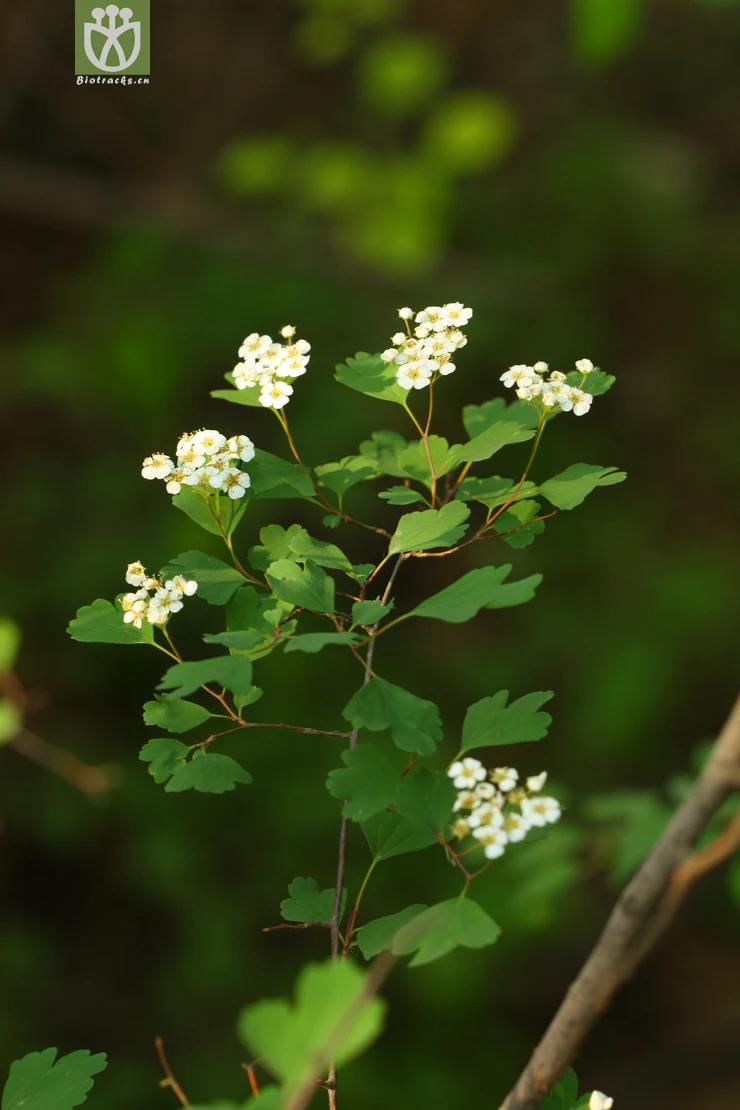 spiraea trilobata var. trilobata三裂绣线菊2010-05-22xx-bj (0).