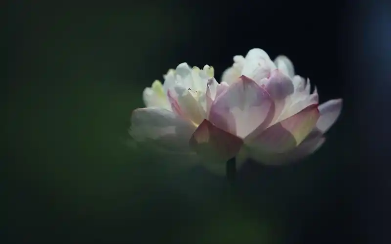 夏日素雅植物风景高清桌面壁纸