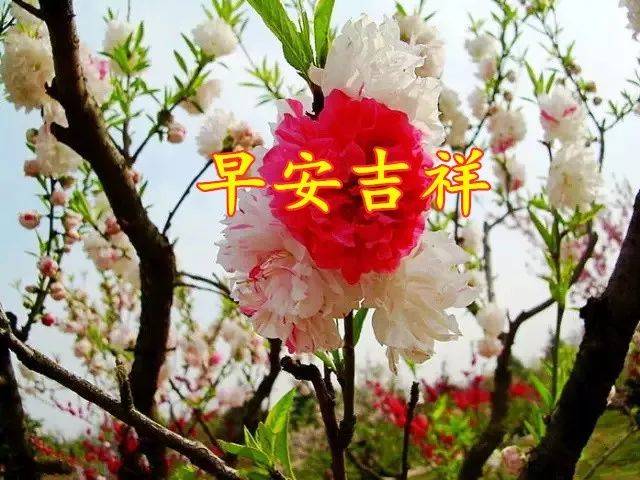 新的一天,祝朋友们:生活愉快!身体健康!家庭幸福!如意吉祥!