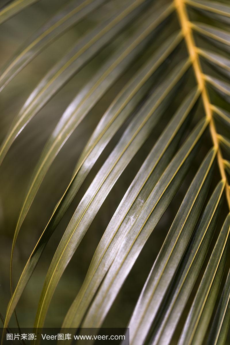 这是在巴拿马拍摄的羽状叶的特写,也被称为羽状棕榈叶.