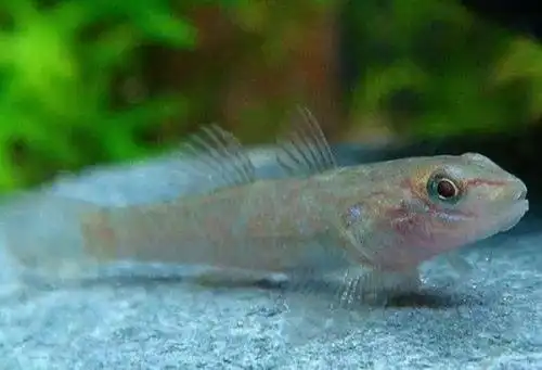 世界上最小的鱼 胖婴鱼仅七毫米长全身透明 - 吐客网