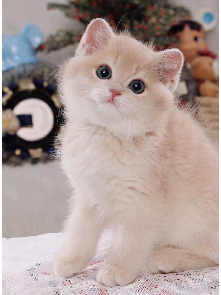 bb1英短紫金渐层紫金影妹妹