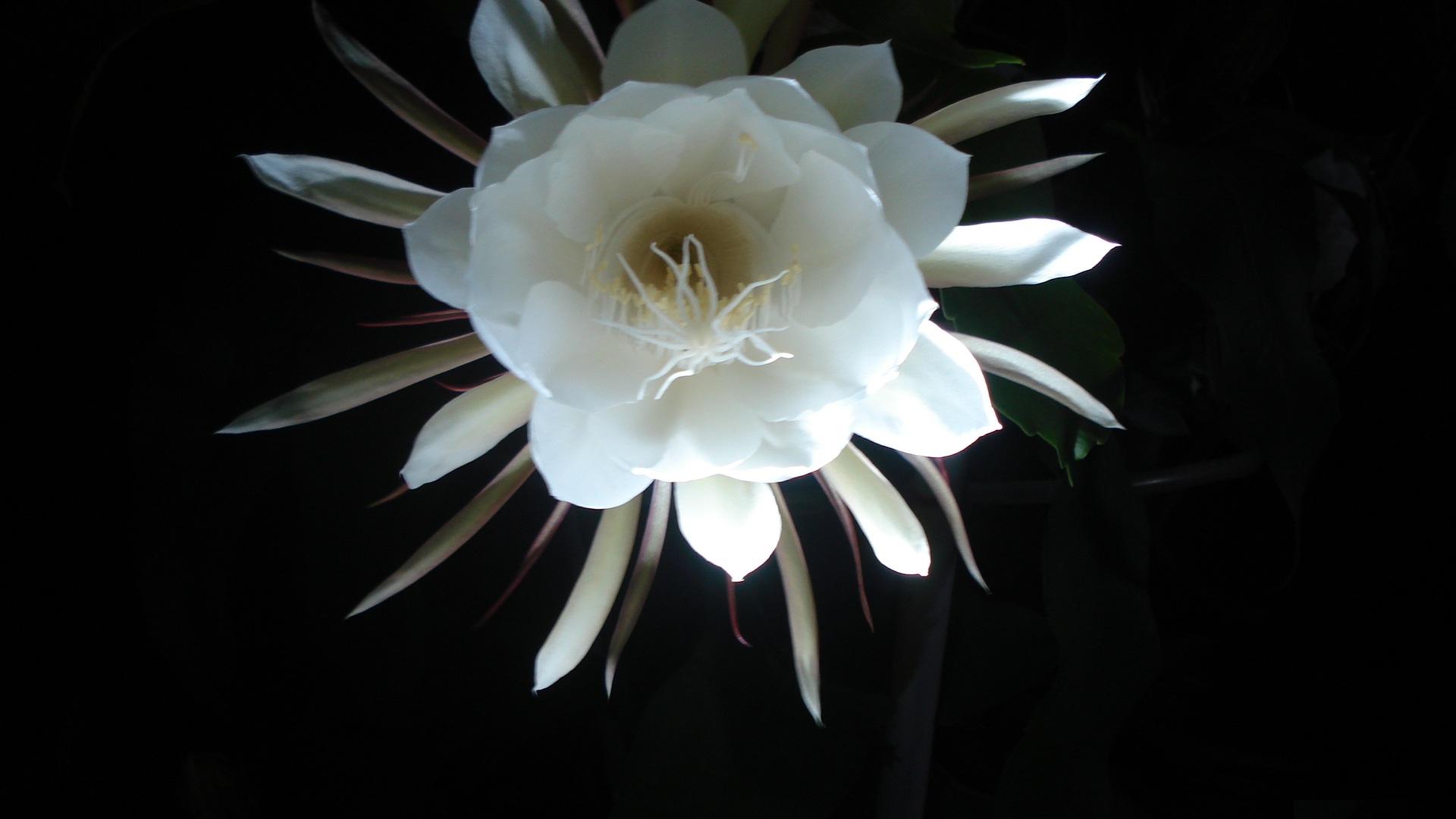 唯美昙花一现,高清图片-壁纸族