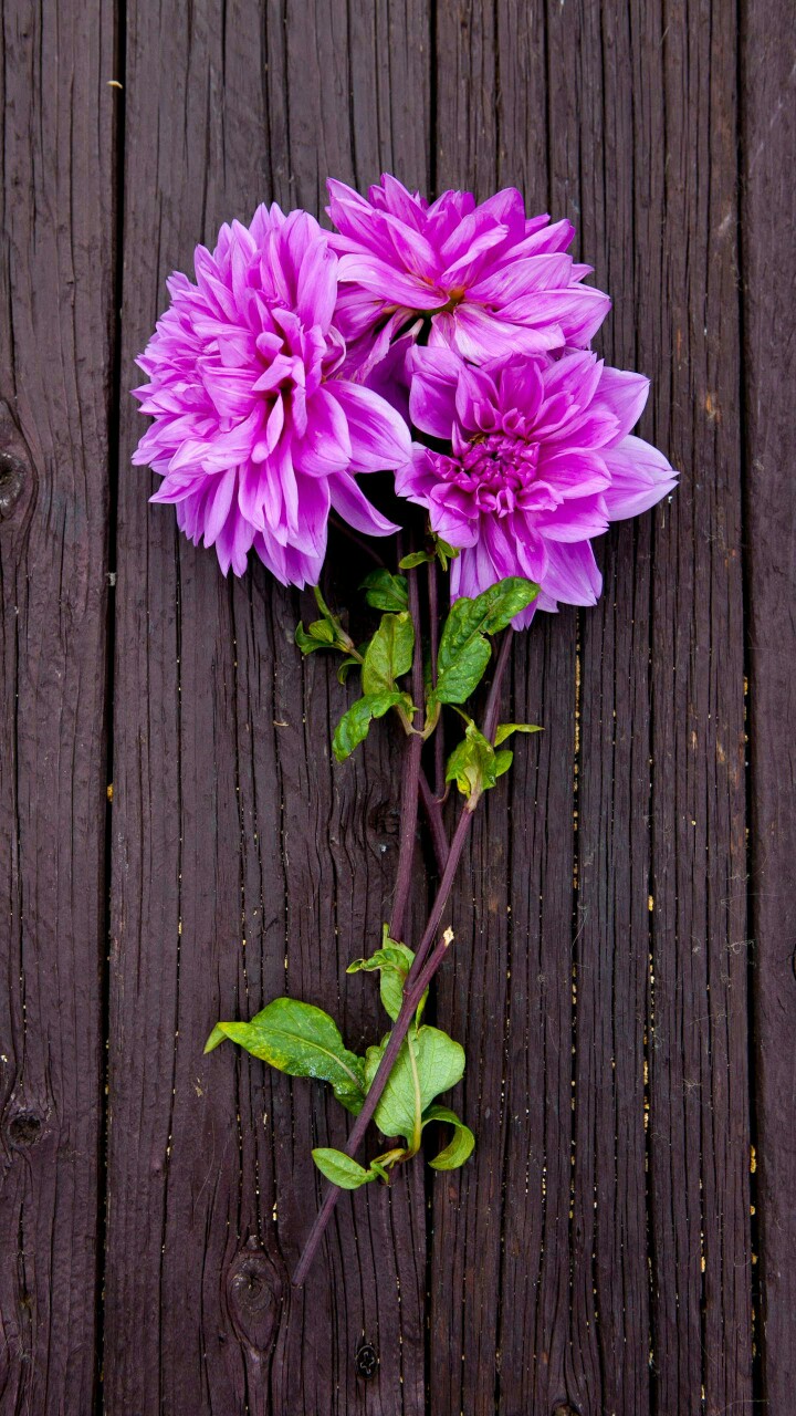 大丽花—华为杂志锁屏别名大理花,天竺牡… - 堆糖,美图壁纸兴趣社区