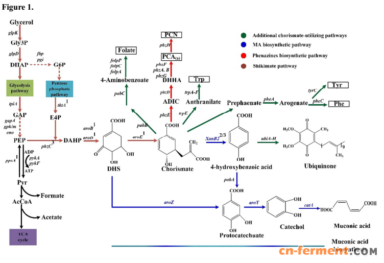 产量的策略是:(1)阻断粘康酸转化并用吩嗪生物合成簇增强粘康酸外排泵