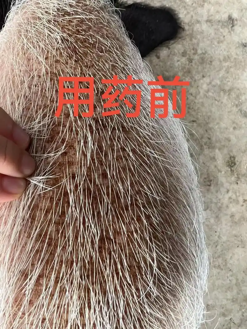 宠物猪皮肤病#中兽医 #中医文化 #萌宠 #小香猪日常  - 抖音
