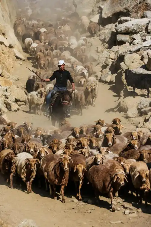 行摄新疆阿勒泰哈萨克族秋季牧场转场记