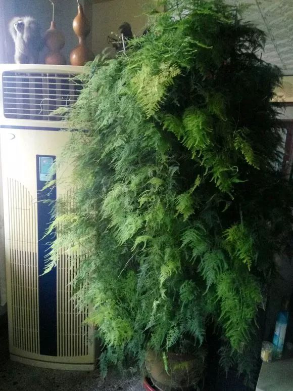 文竹是挺好养的:用松软的腐叶土加粗河沙栽培,注意适当修剪避免徒长