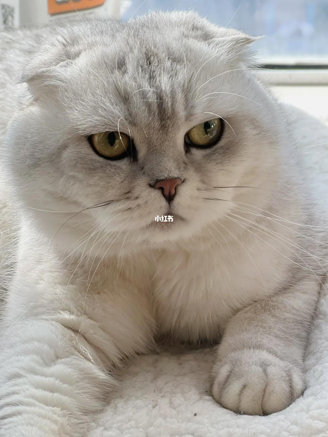 折耳银渐层弟弟799元合肥领养