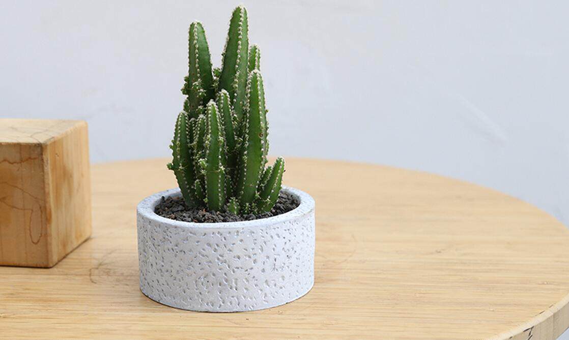 用ins绿植造森氧桌面