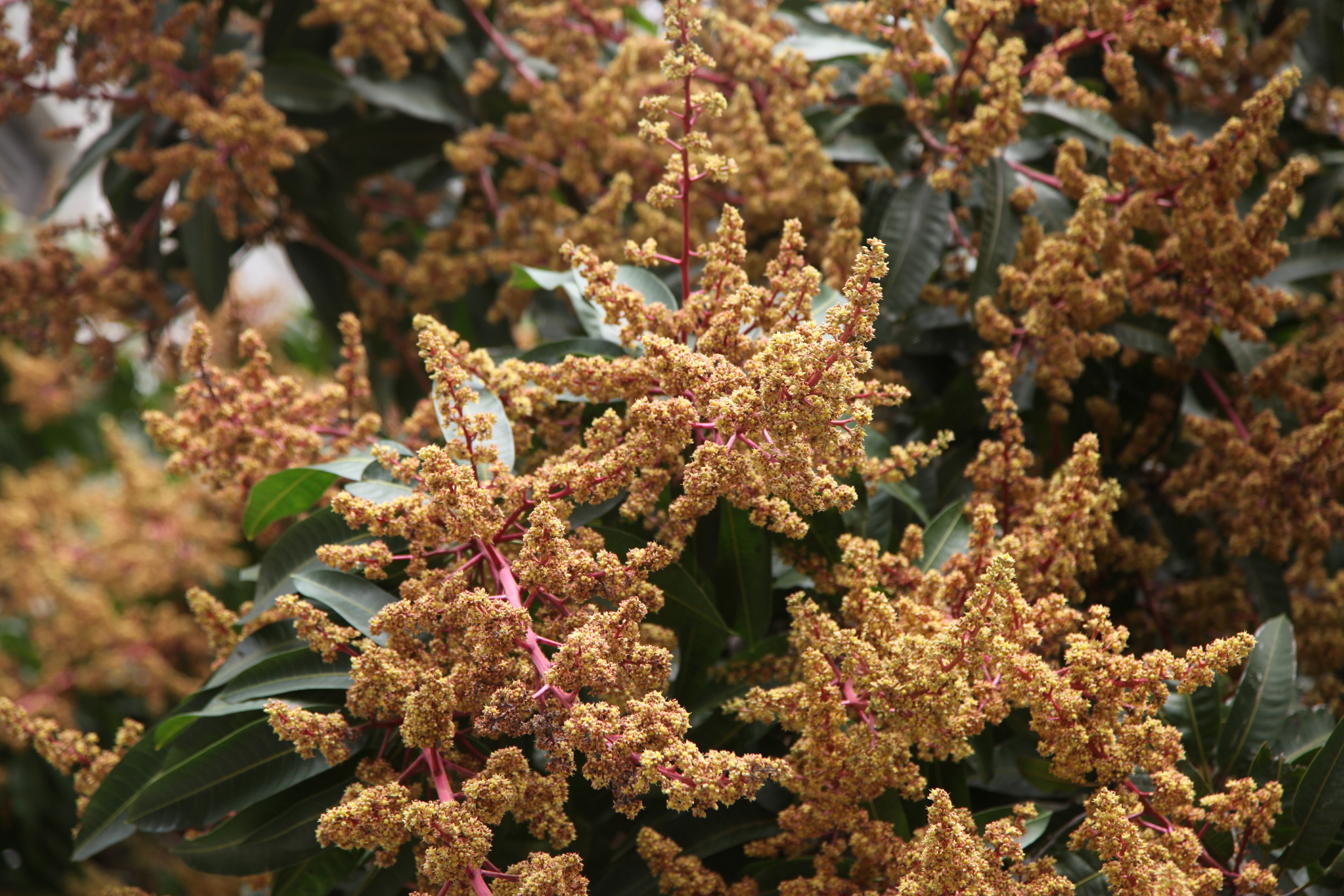 芒果花,杧果"花"