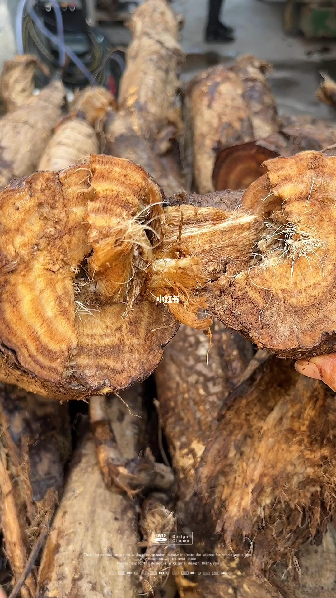 葛根黄酮含量多的野生葛根,就会一切开就氧化变色,你们可以看一下