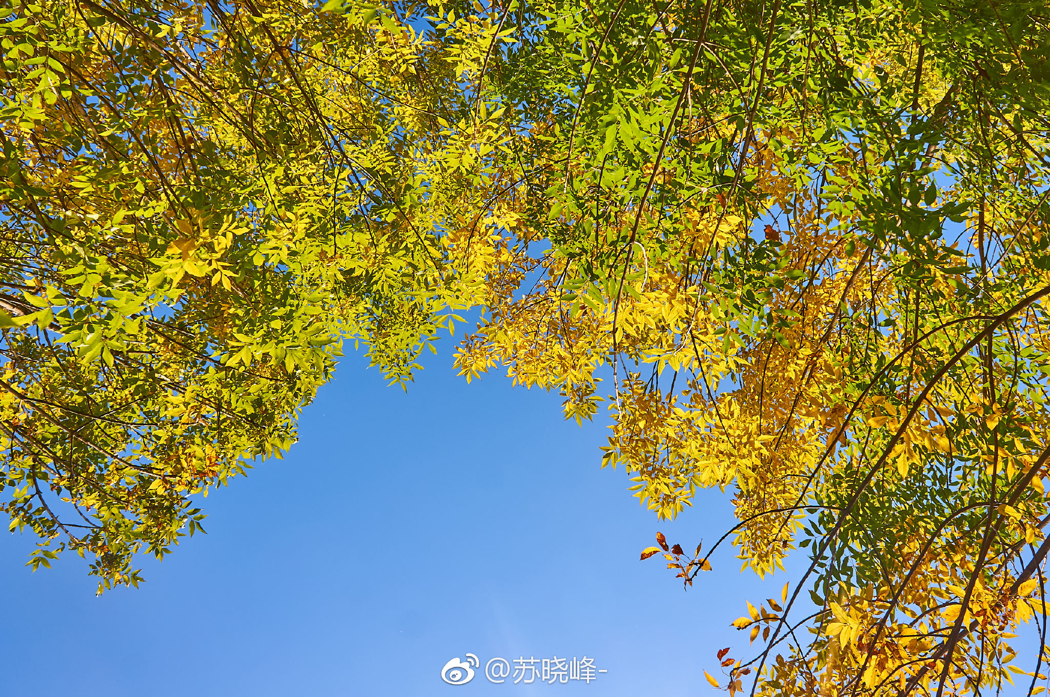 奥森秋天的使者白蜡树已经黄了