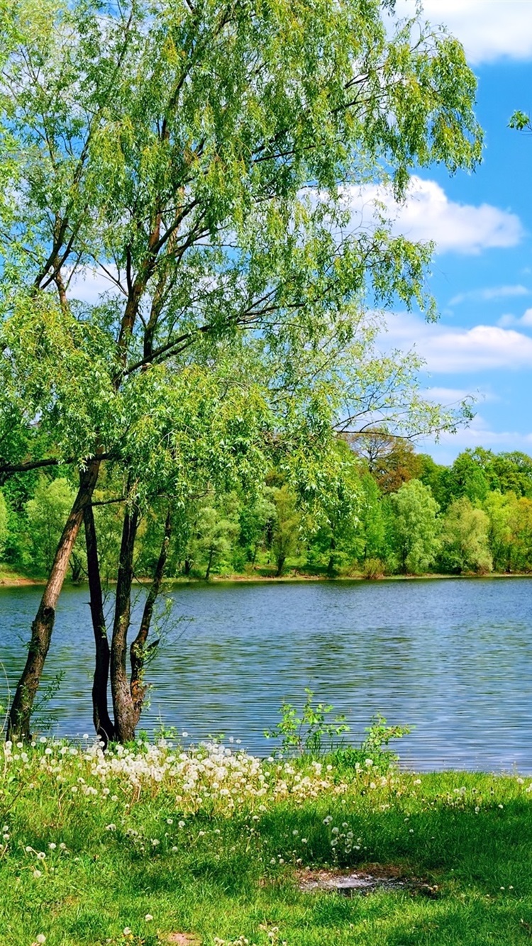 iphone 壁纸 夏天,湖,草,树