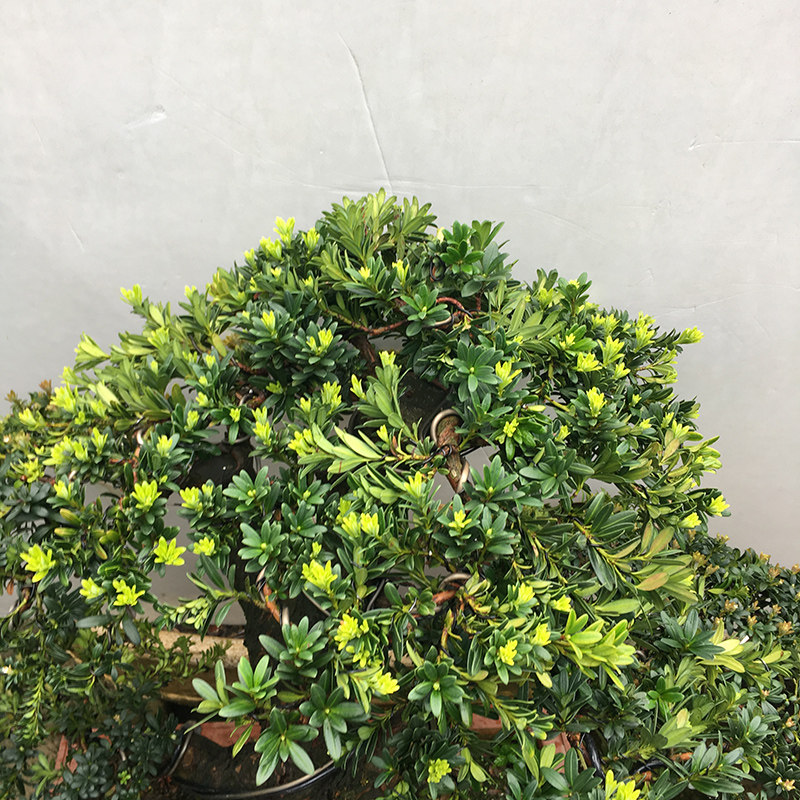 罗汉松汉松盆景精品小叶树桩黑珍珠1号实物拍摄绿植