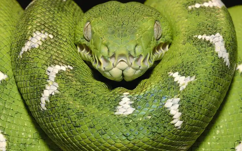 青蛇图片爬行类动物野生动物翠青蛇青蛇青竹蛇青竹标小青龙