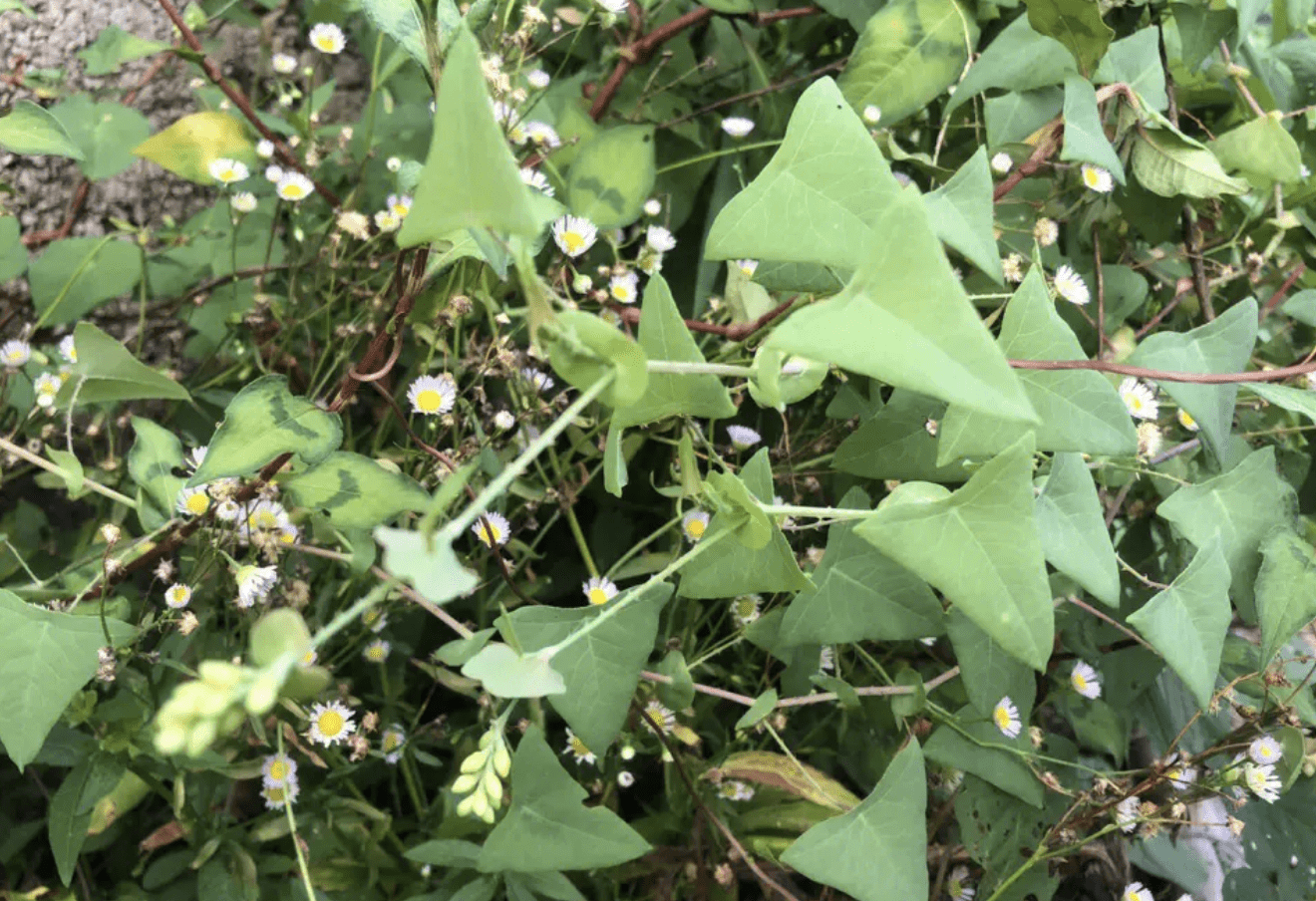 蛇怕花?养2棵,远离家门