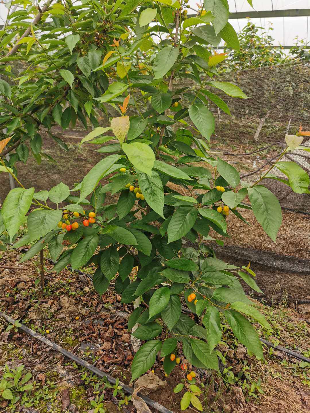 正宗四川红妃樱桃嫁接树苗1年当年结果果苗果树