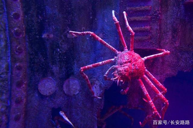 认识日本蜘蛛蟹,"爸爸的长腿海"