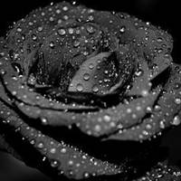 黑色的玫瑰花说说配图 有关黑色玫瑰花的配图_微信头像图片大全