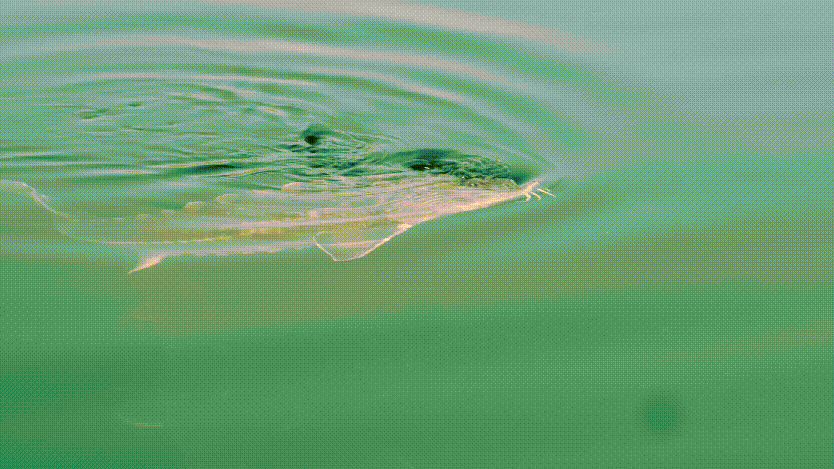 834_469gif 动态图 动图