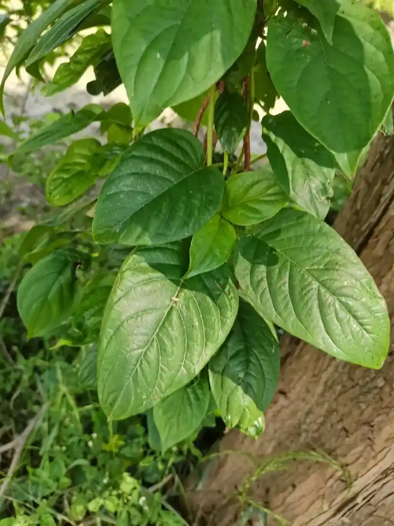 发现路边有一颗鸡屎藤臭臭的味道让人难忘但鸡屎藤消食化积作用好常用