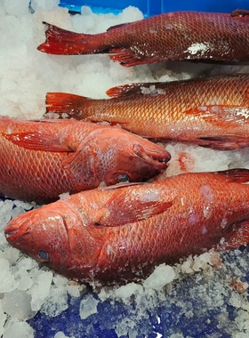 红鲷鱼红友鱼鲜活放血海钓刺身冰鲜