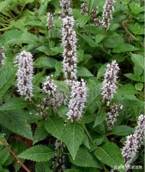 农村的凉粉草,价值这么大,大家认识吗