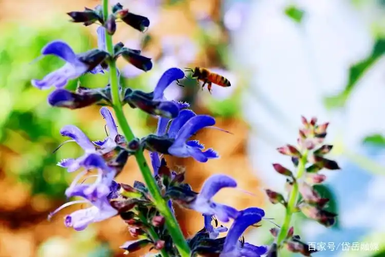 美丽乡村丹参花开