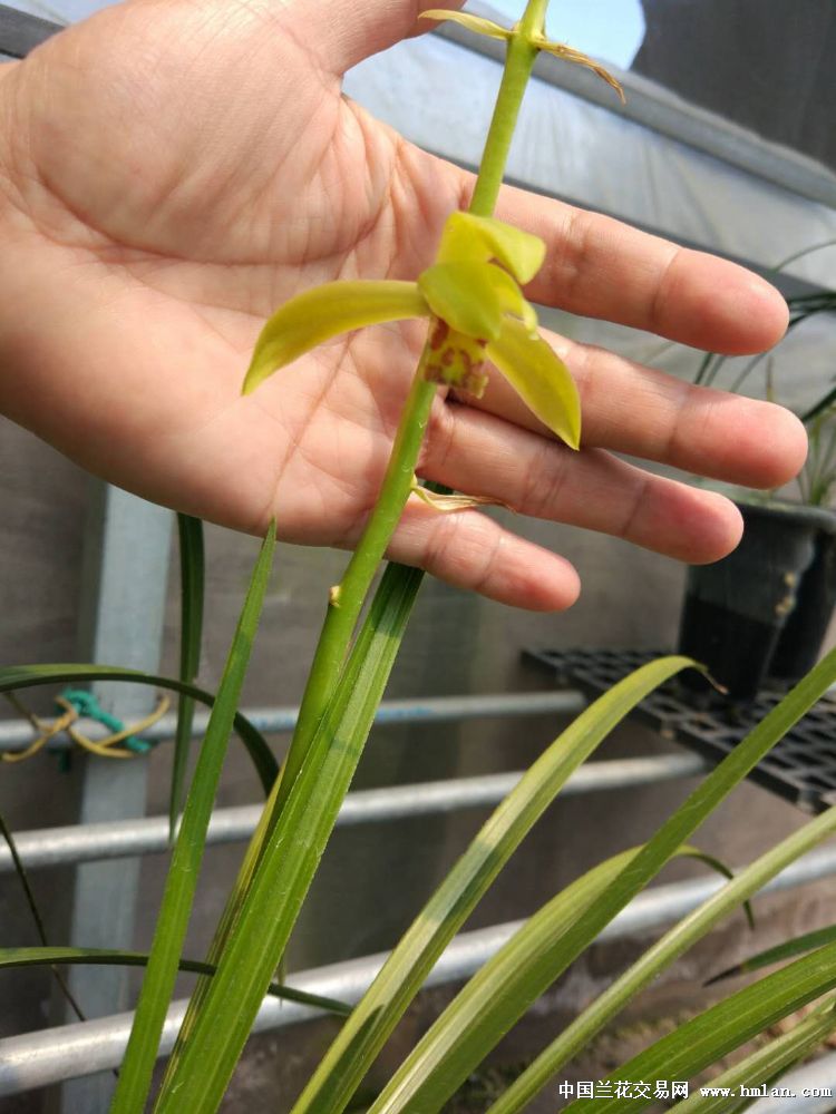 2018花期留影再出发蕙兰篇之野望