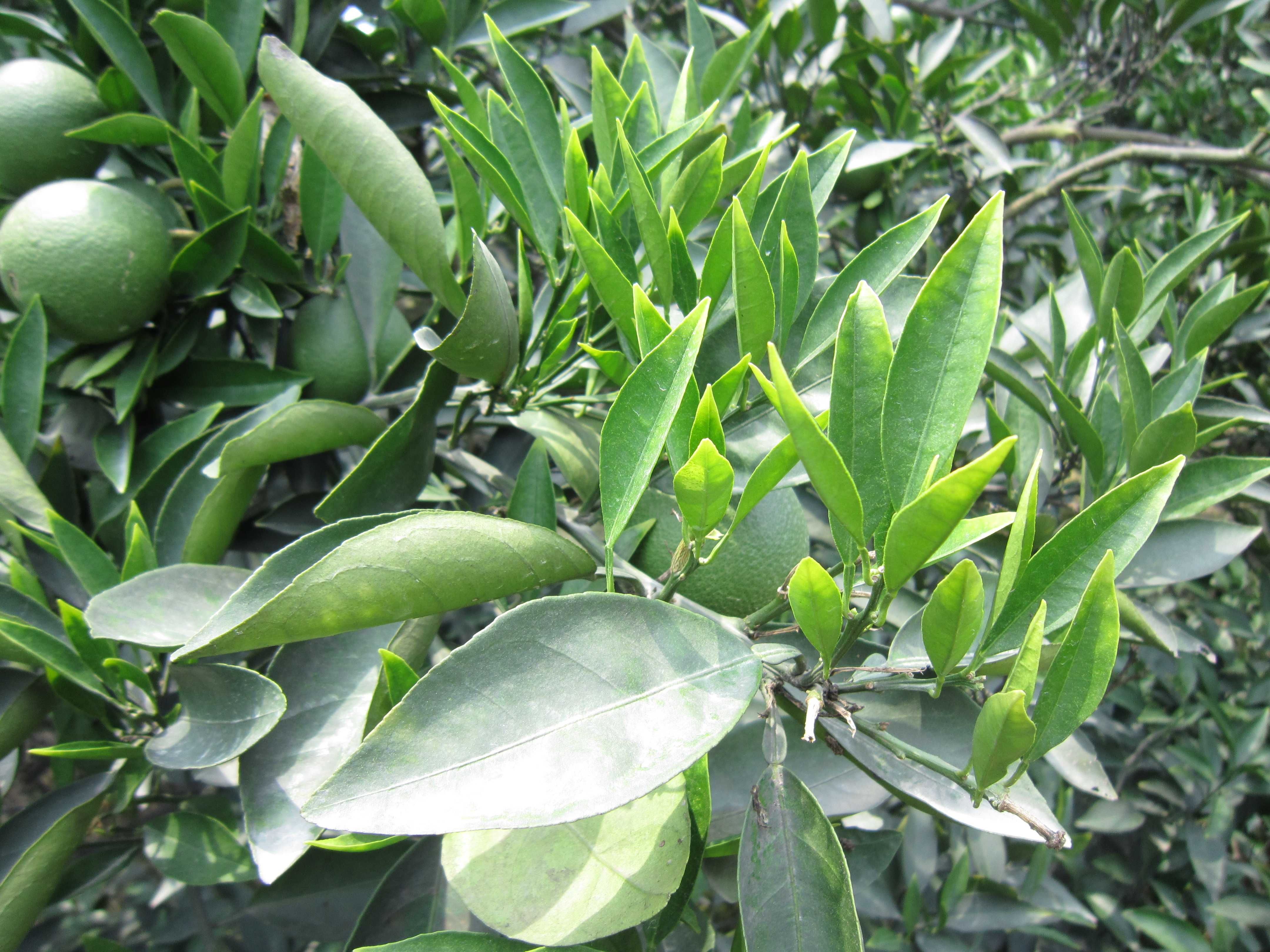 讨论柑桔叶异常的施肥方法