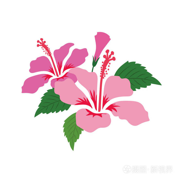 自然花粉红色芙蓉, 矢量植物园花卉植物园