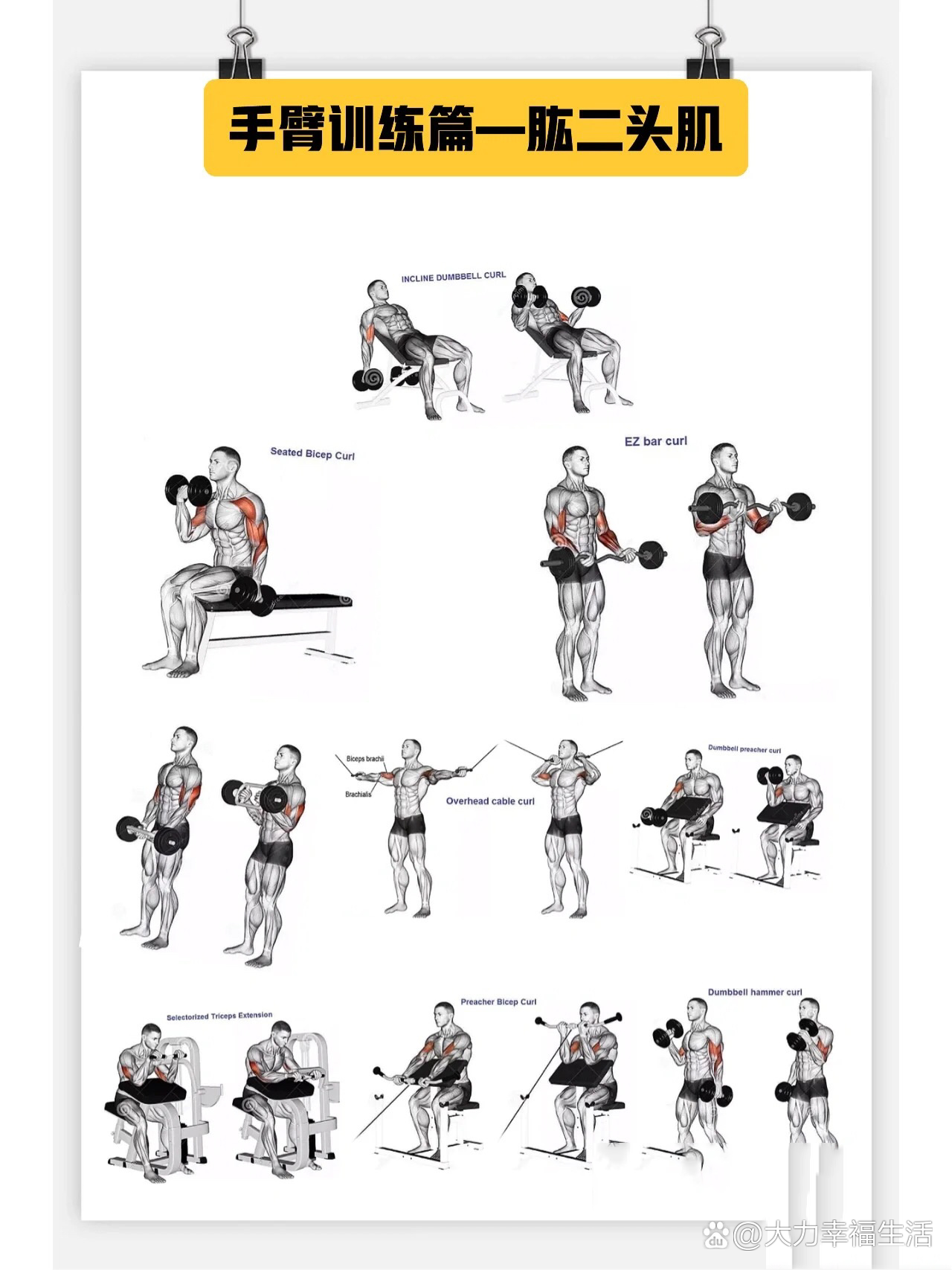 ‼️肱二头肌与背部肌肉的锻炼方法,建议收藏