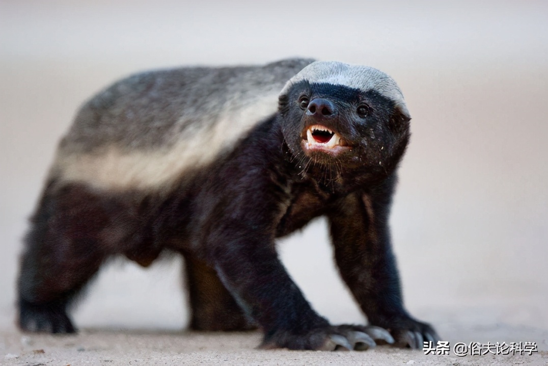 平头哥不仅性格古怪,连生理构造也奇特,它的阴茎骨能刮走精液_动物_人